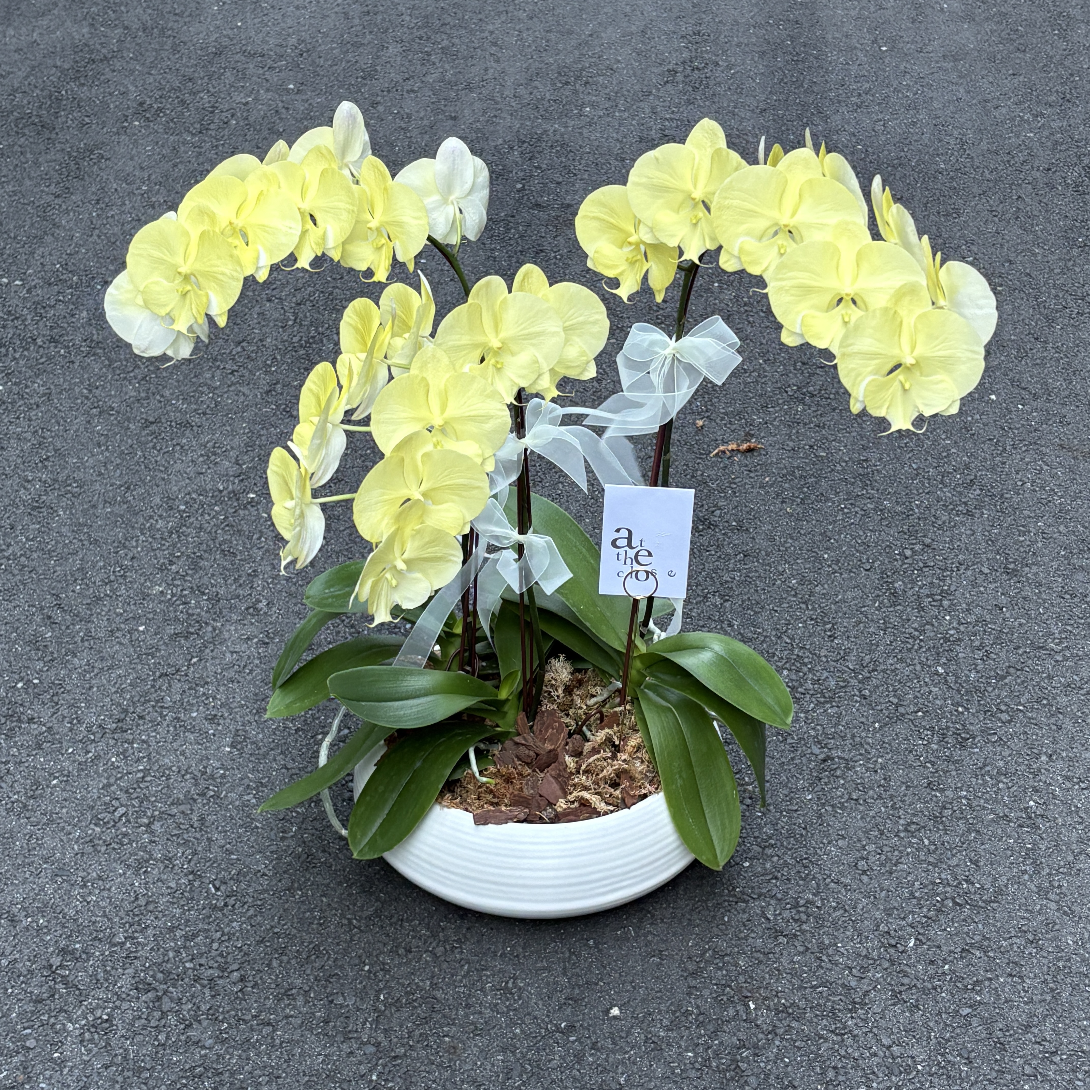 染色蘭花組盆 - 鵝黃