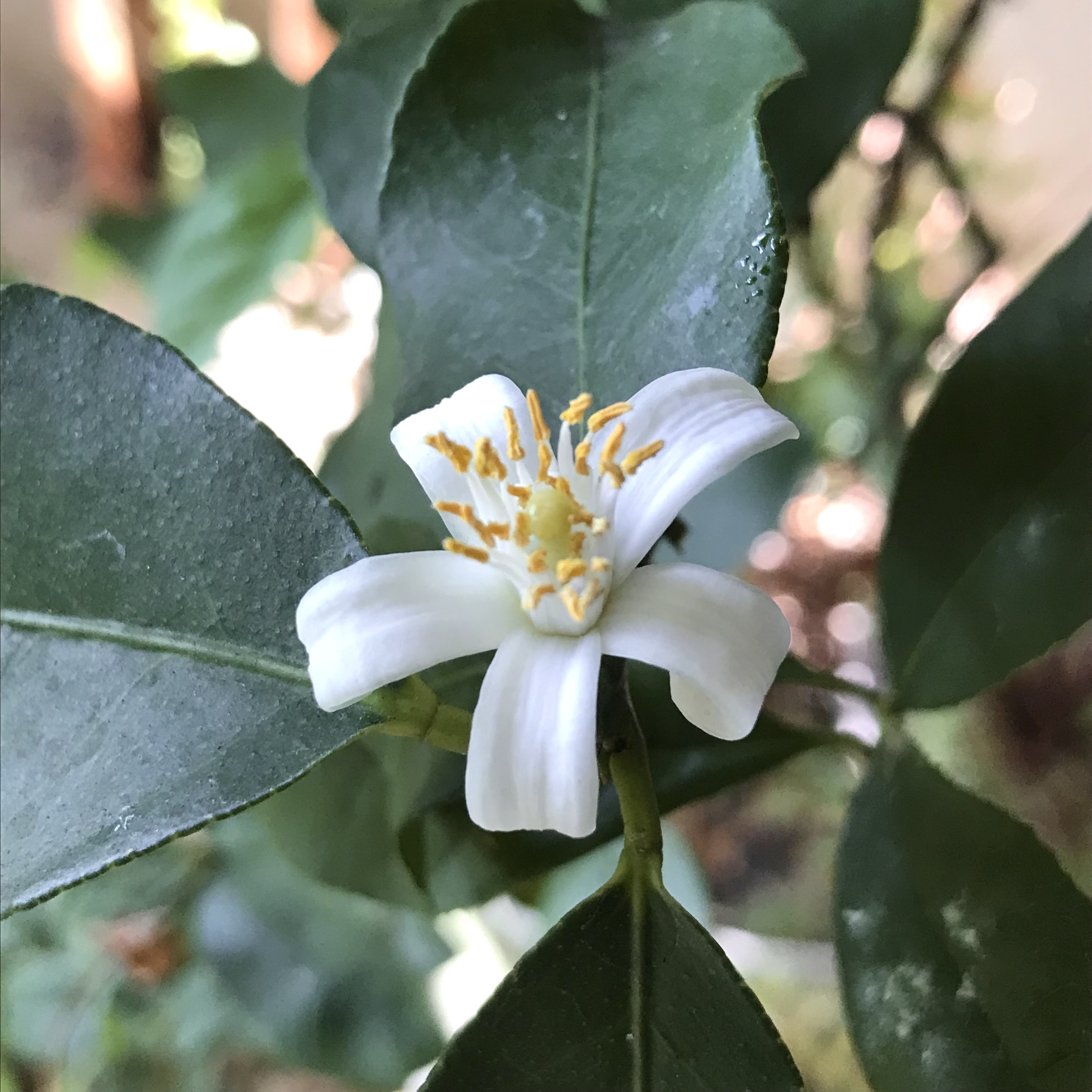 新上架 ❙  植栽設計