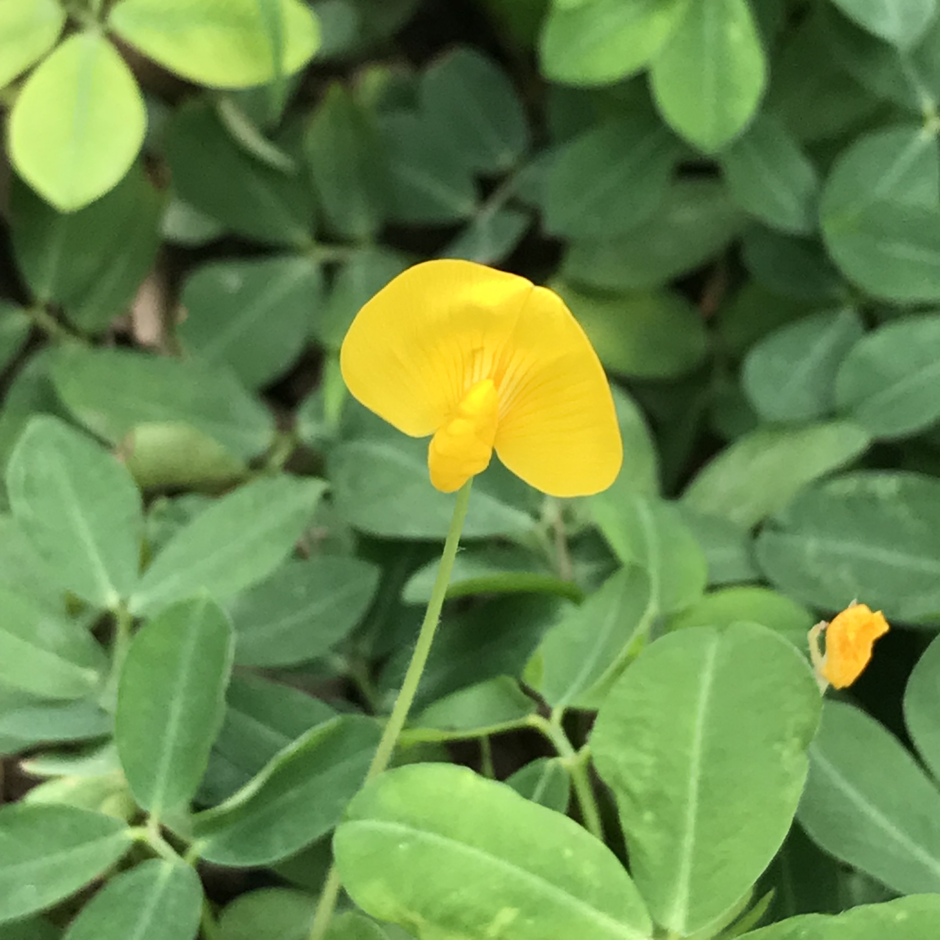 新上架 ❙  植栽設計