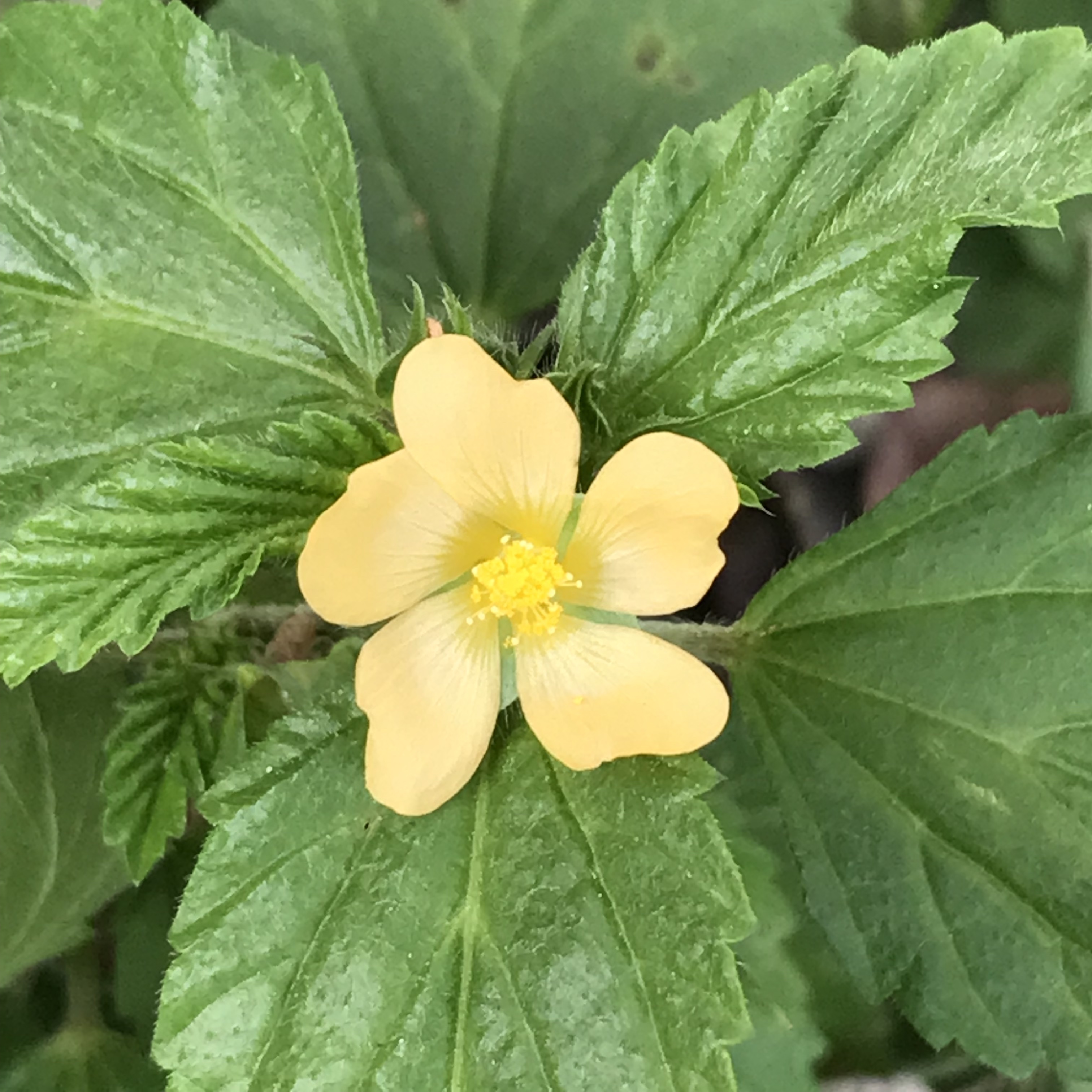 新上架 ❙  植栽設計