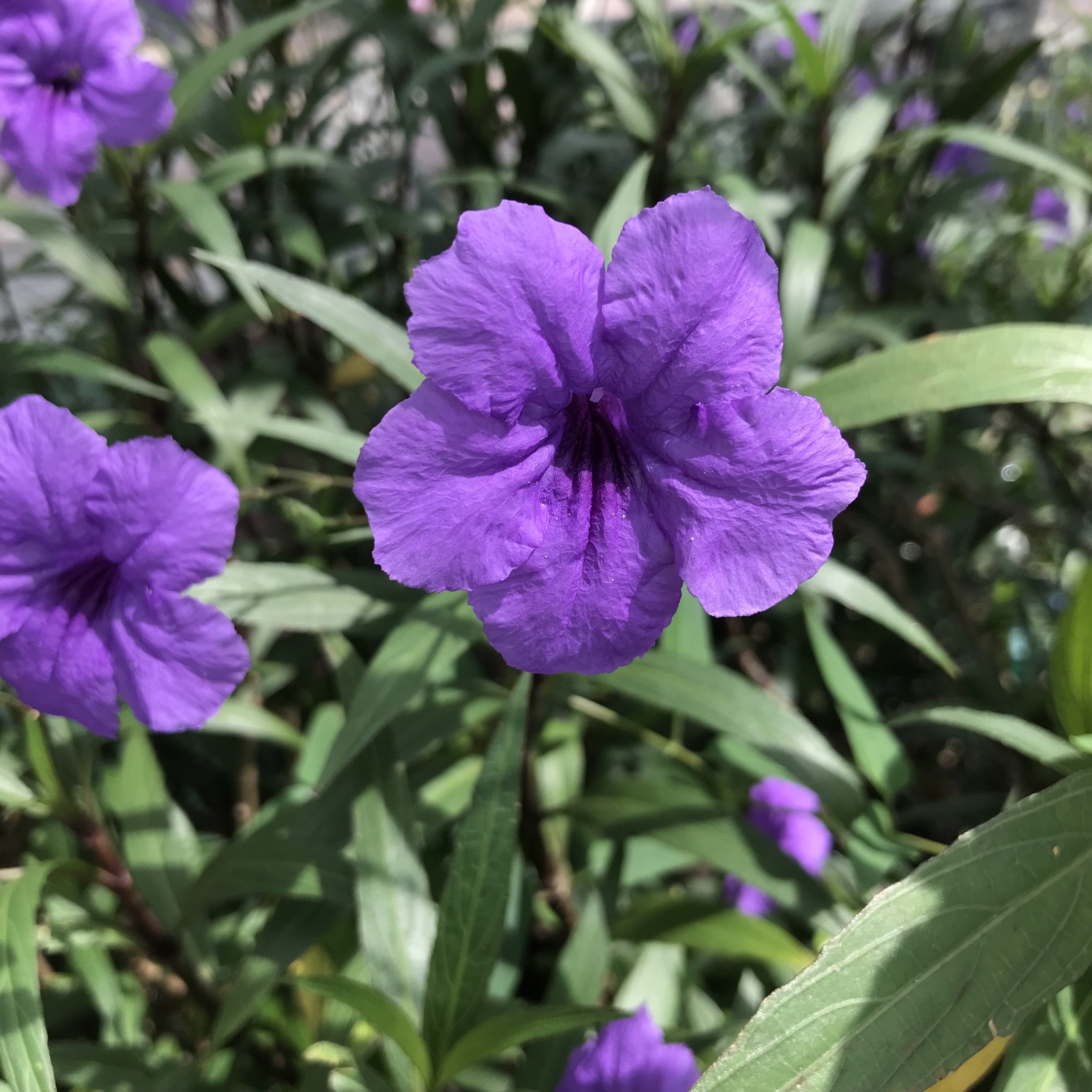 新上架 ❙  植栽設計
