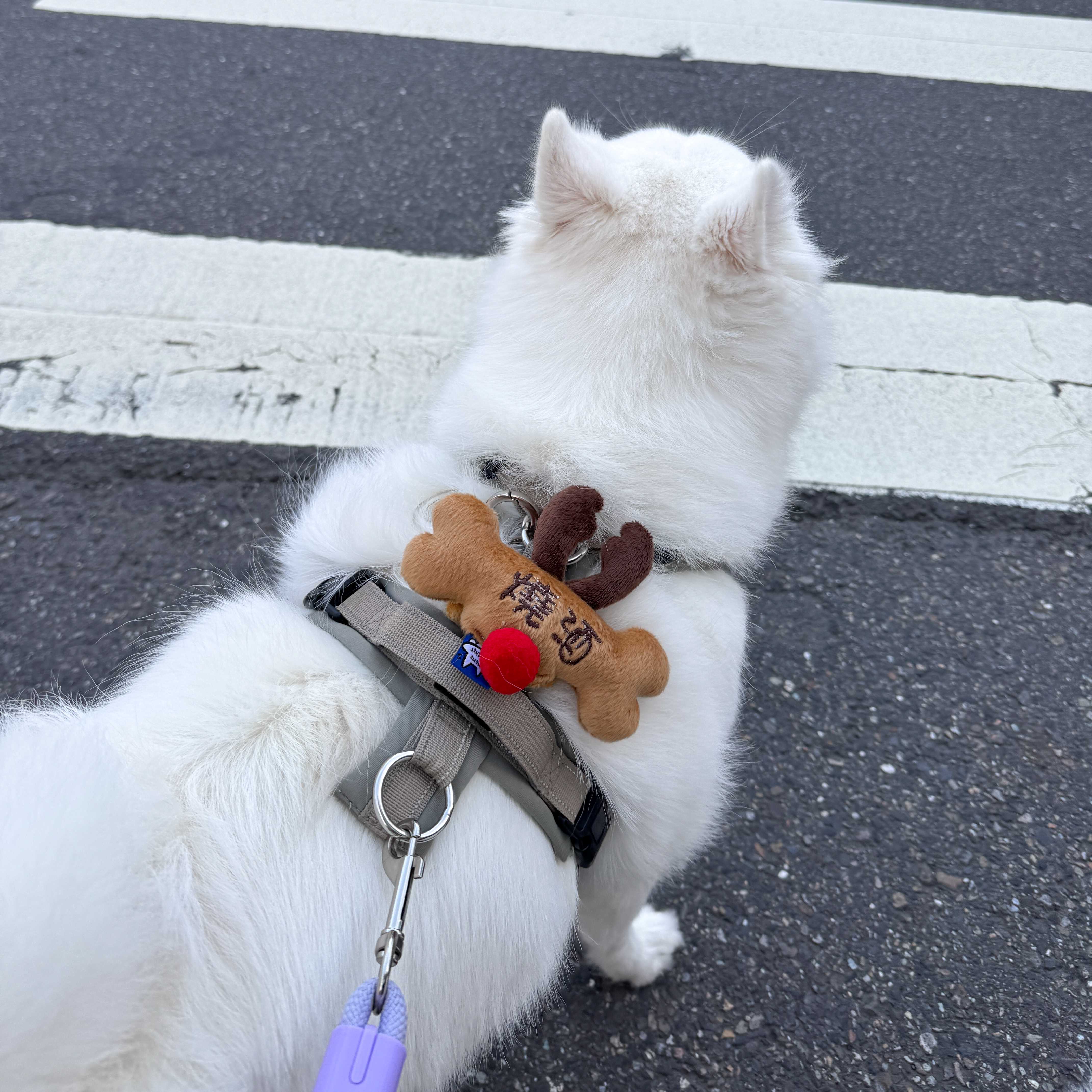 ꒰ 2025聖誕限定 麋鹿 每人限購1個 ꒱