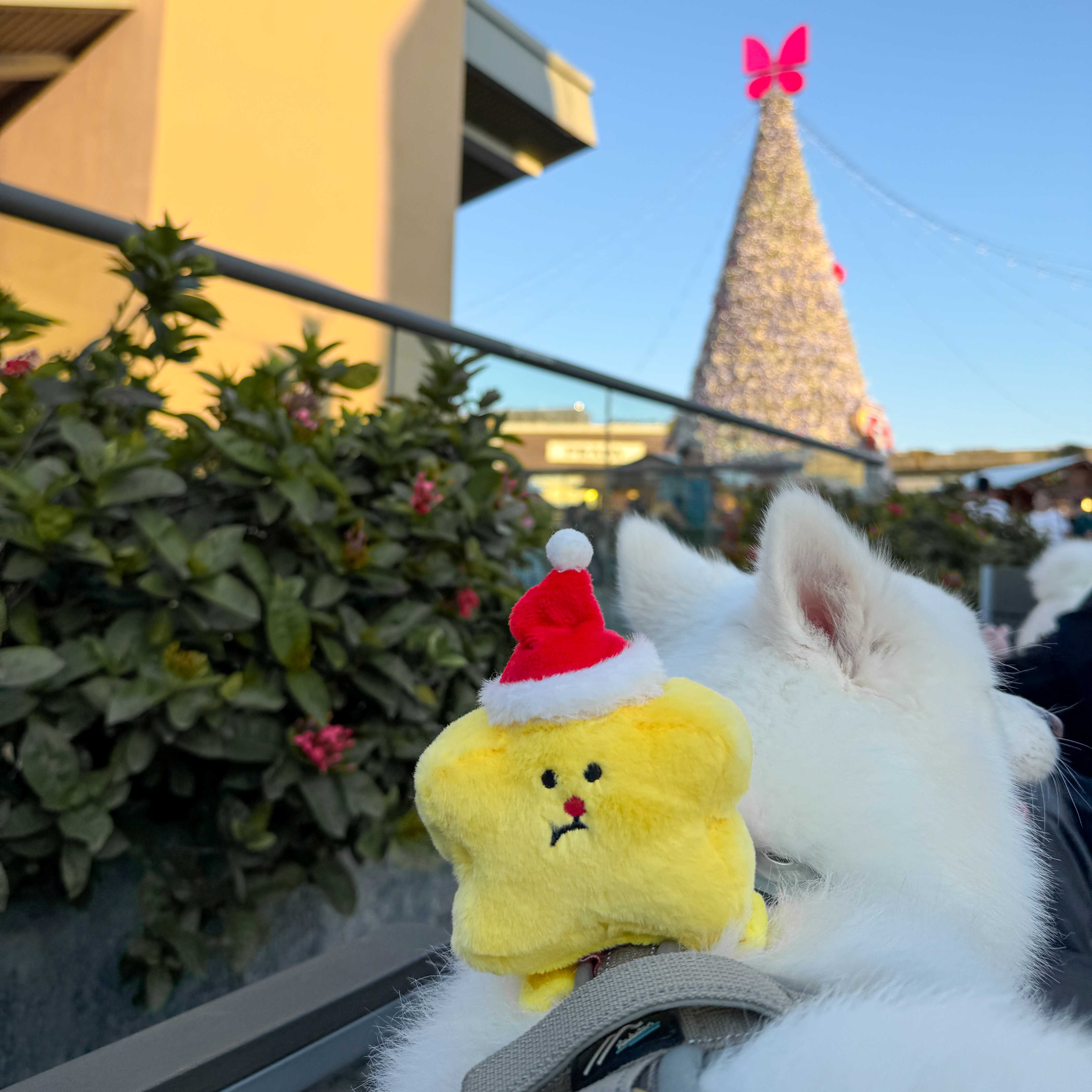 ꒰ 2025聖誕奧嘟嘟限定 ꒱