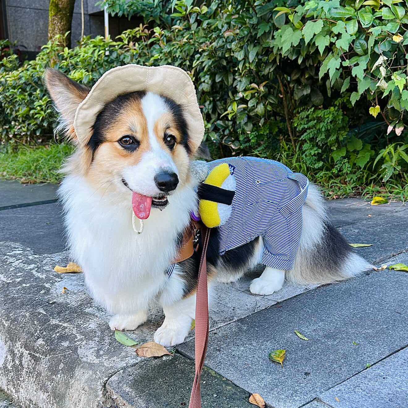 ꒰ 壽司系列 ꒱3