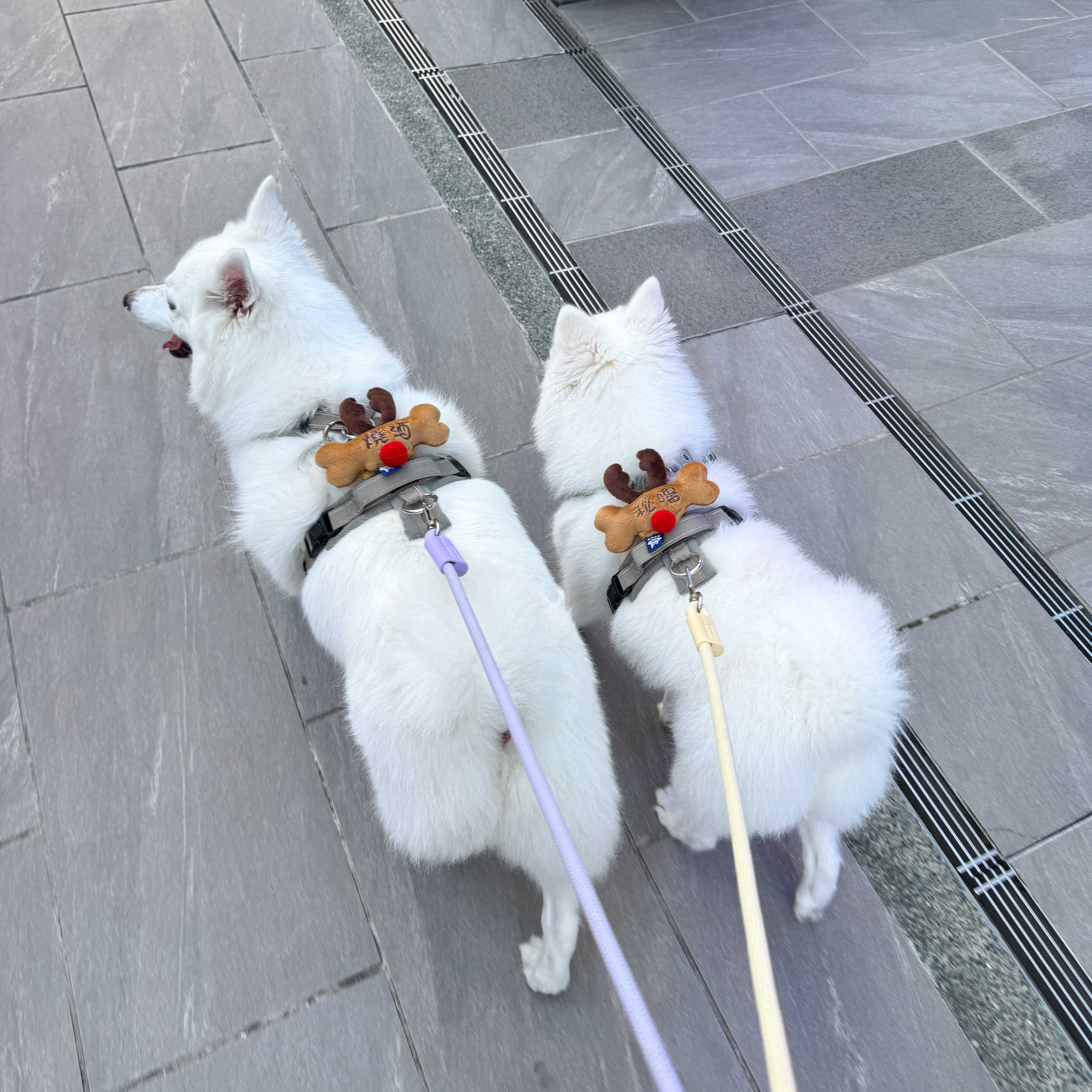 ꒰ 2025聖誕限定 麋鹿 每人限購1個 ꒱