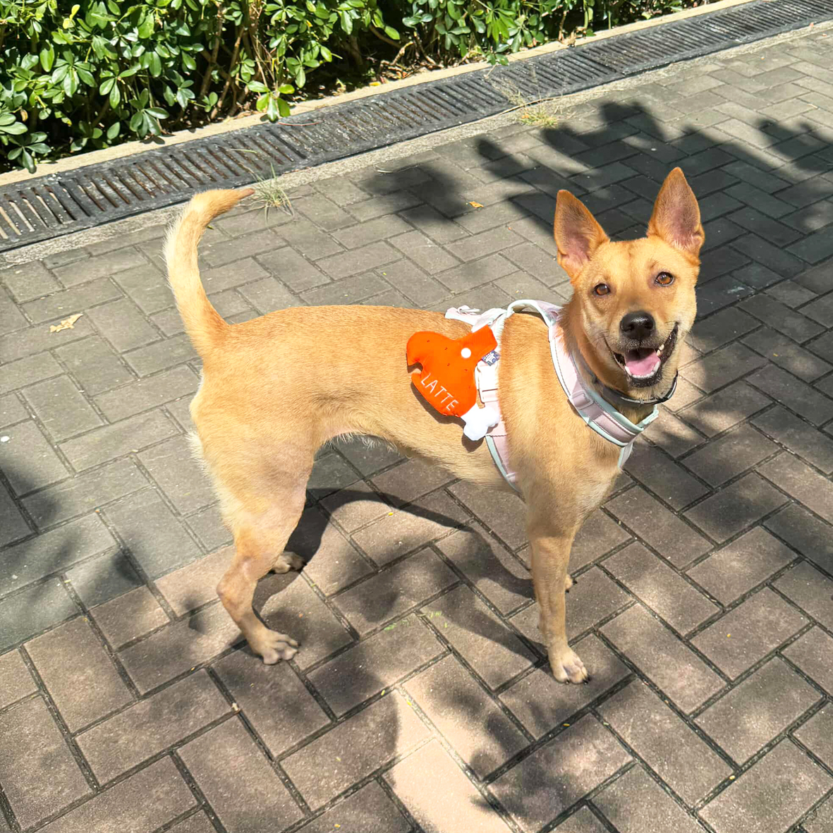 ꒰ 咬一口雞腿 ꒱4