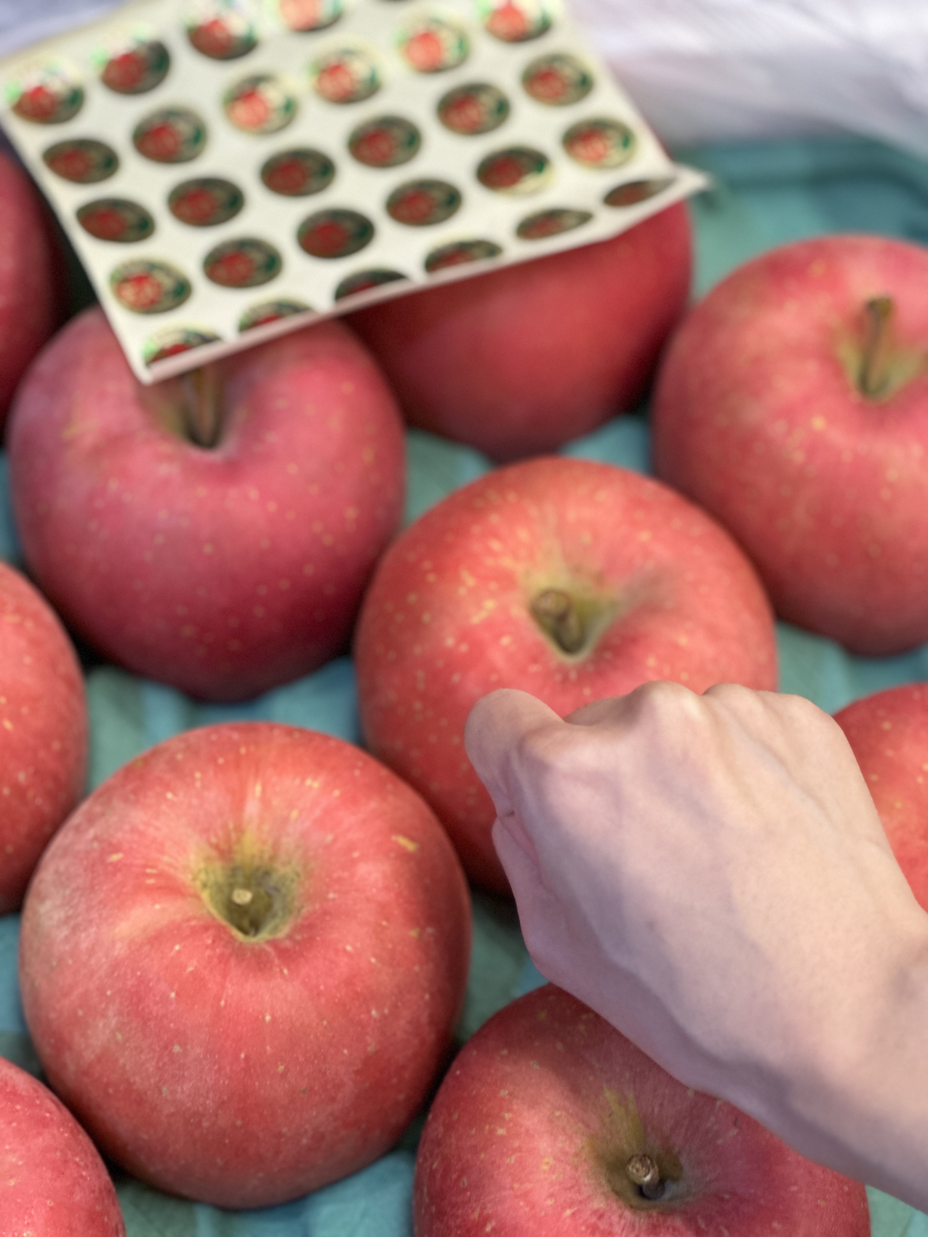 日本紅顏姬富士