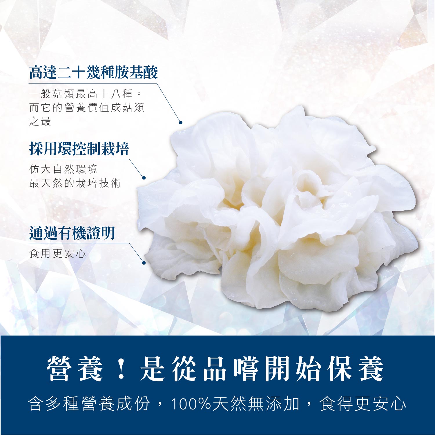 雪珍白木耳介紹-02