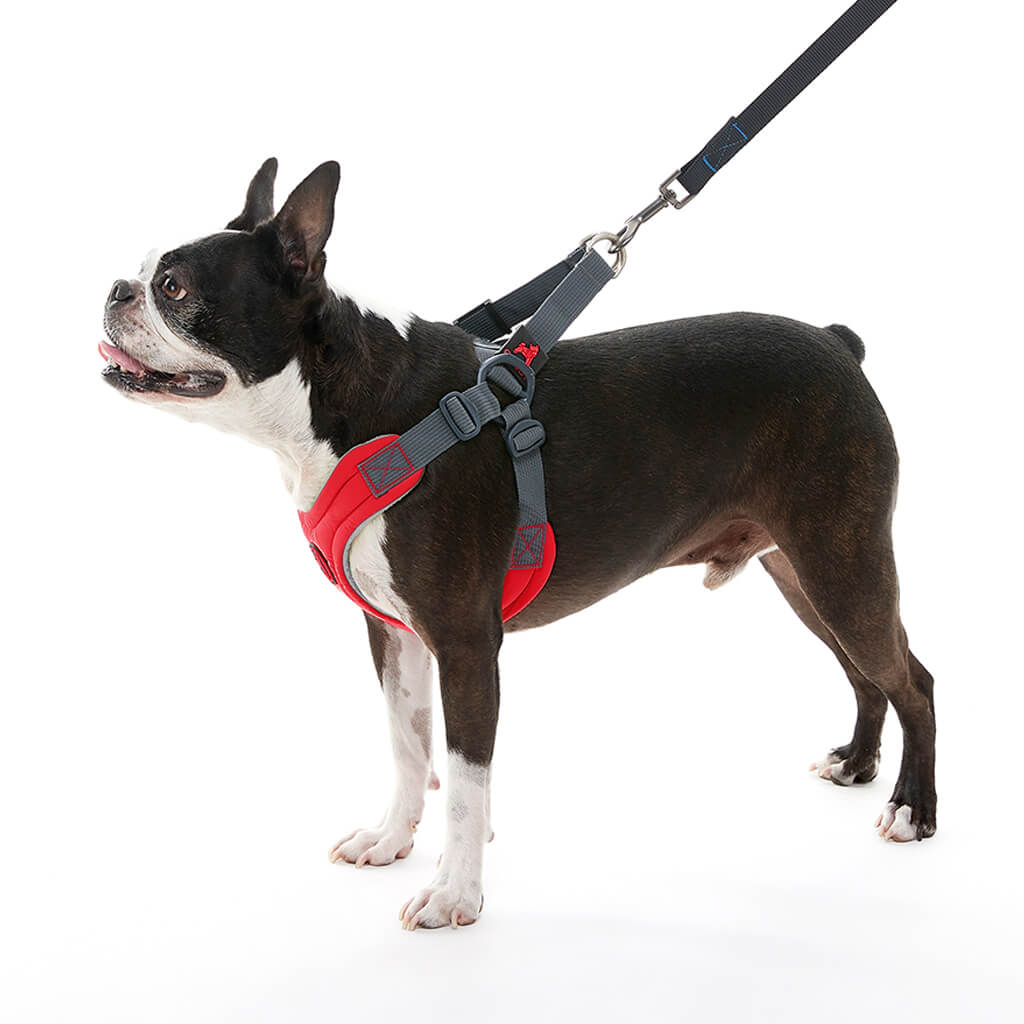 gooby-office-dog-miles-boston-terrier-wearing-red-escape-free-memory-foam-harness-with-leash-standing-up-side-view-1024x1024p_2048x.jpg
