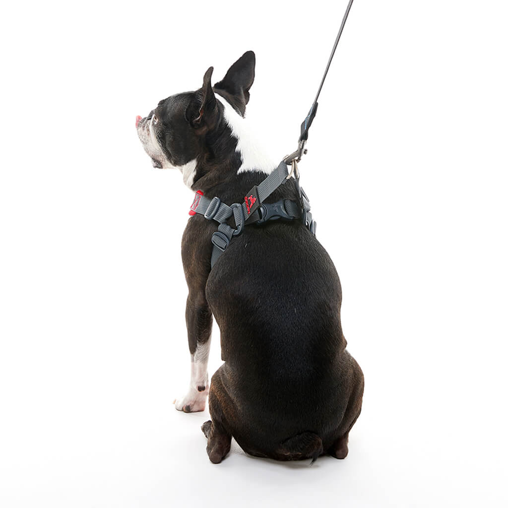 gooby-office-dog-miles-boston-terrier-wearing-red-escape-free-memory-foam-harness-with-leash-sitting-down-back-view-1024x1024px_2048x.jpg