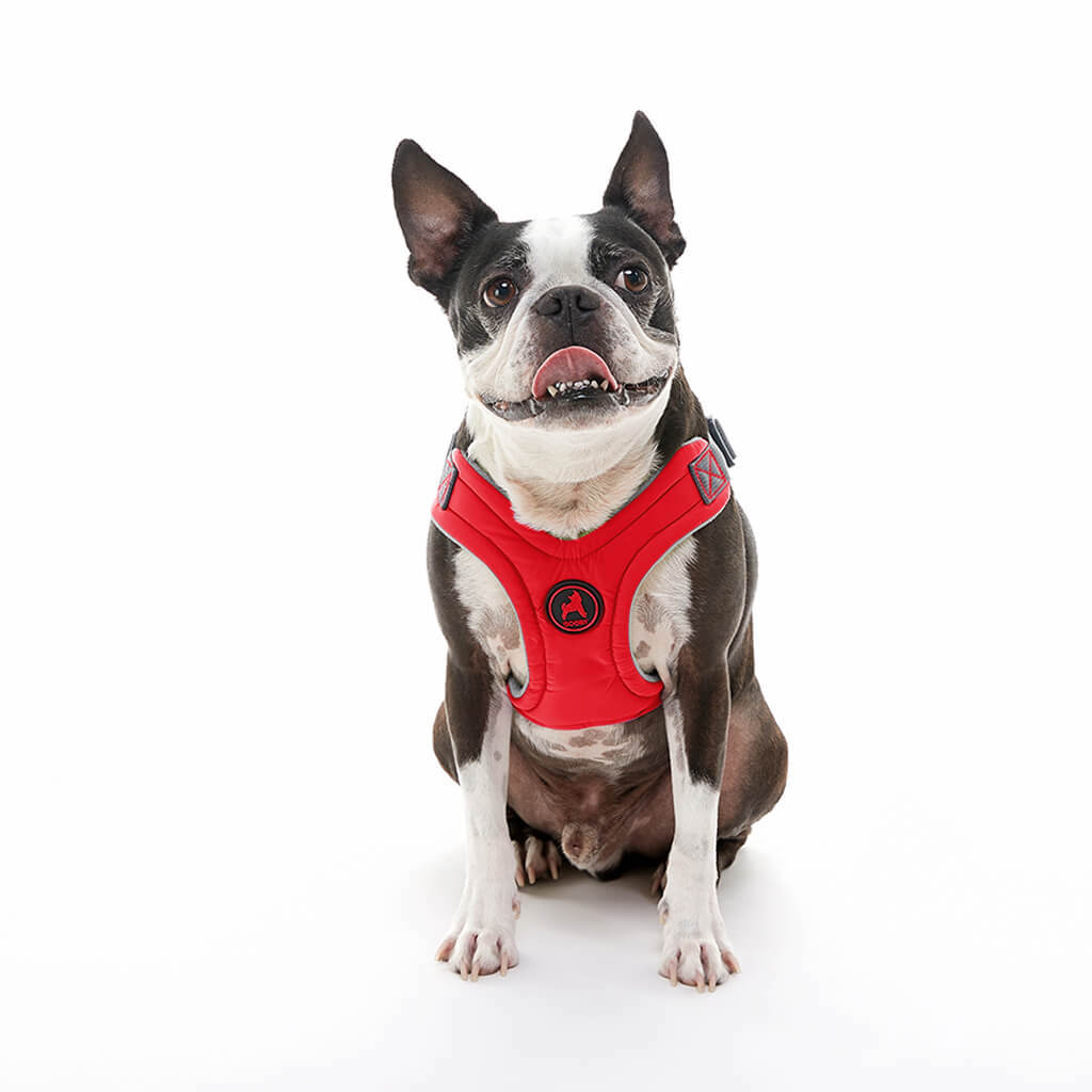 gooby-office-dog-miles-boston-terrier-wearing-red-escape-free-memory-foam-harness-sitting-down-front-view-1024x1024px_2048x.jpg