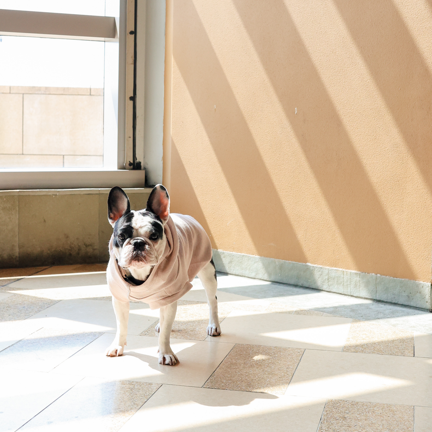 Robin Dogwood 09.png