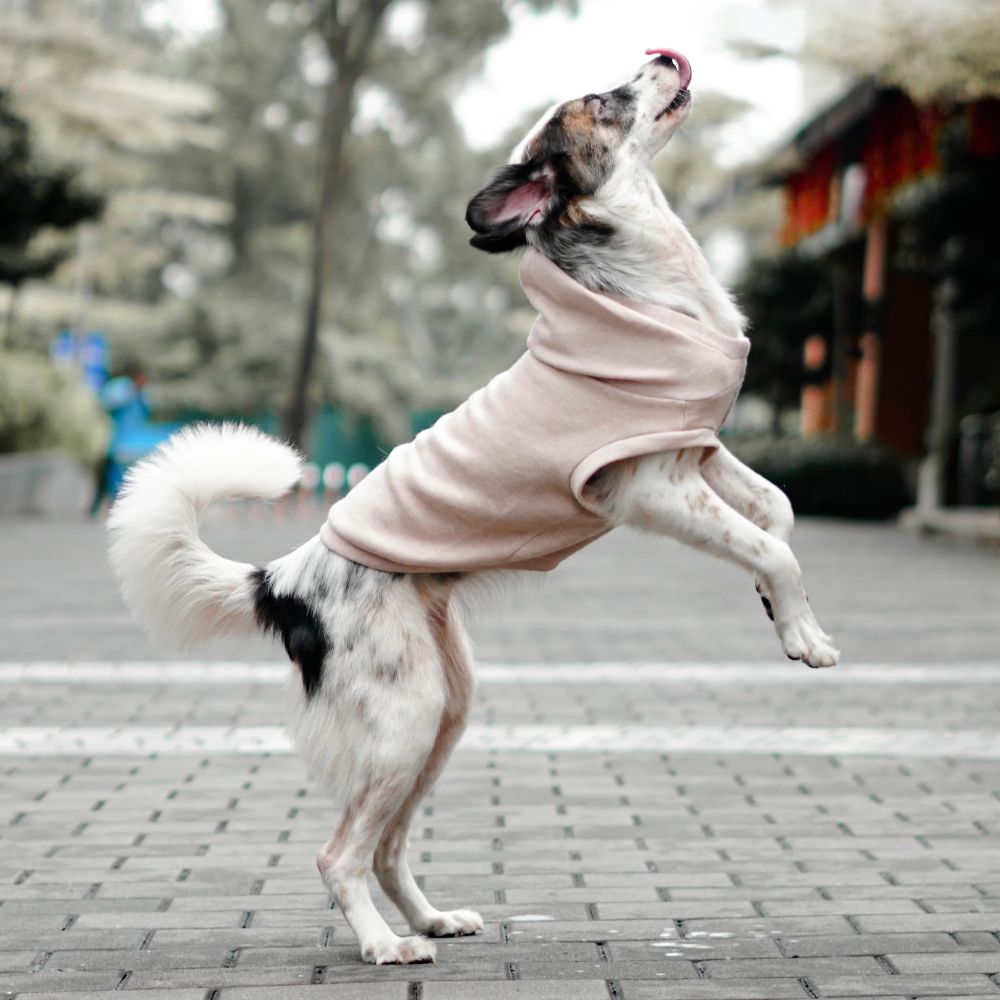 Robin Dogwood 02.jpeg