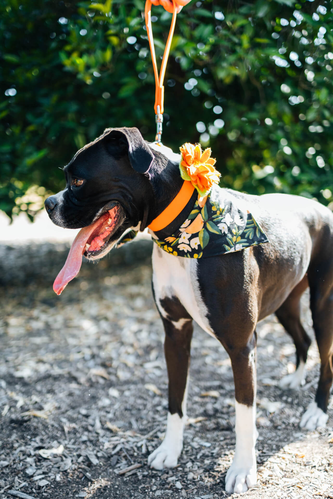 boxer-in-biothane-collar-and-traffic-lead.jpg