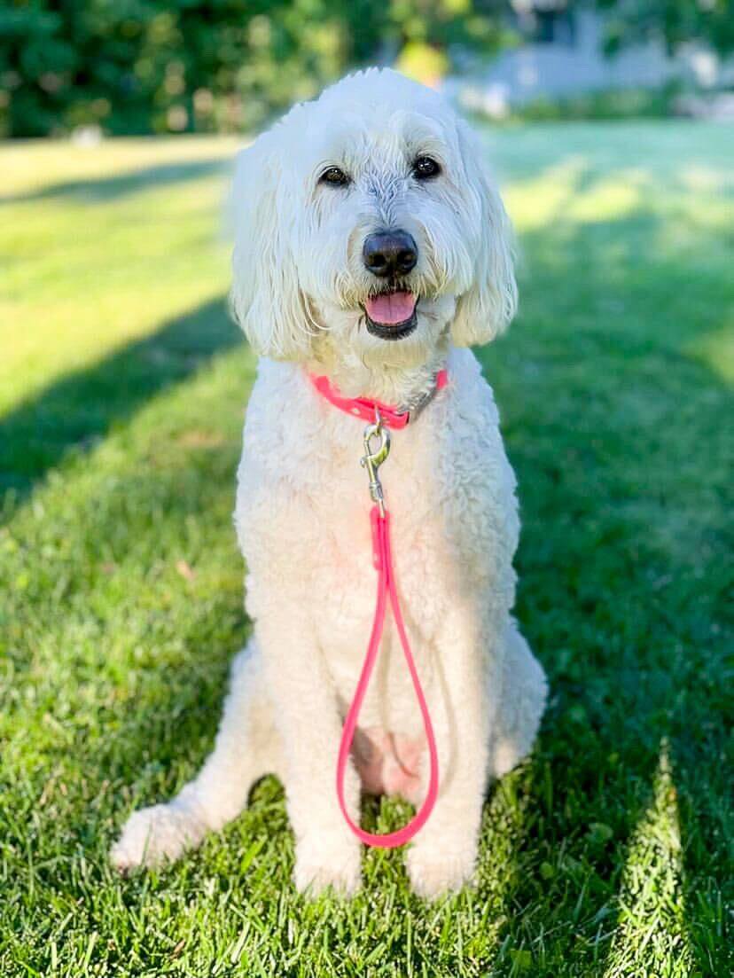 arya-doodle-traffic-lead.jpg