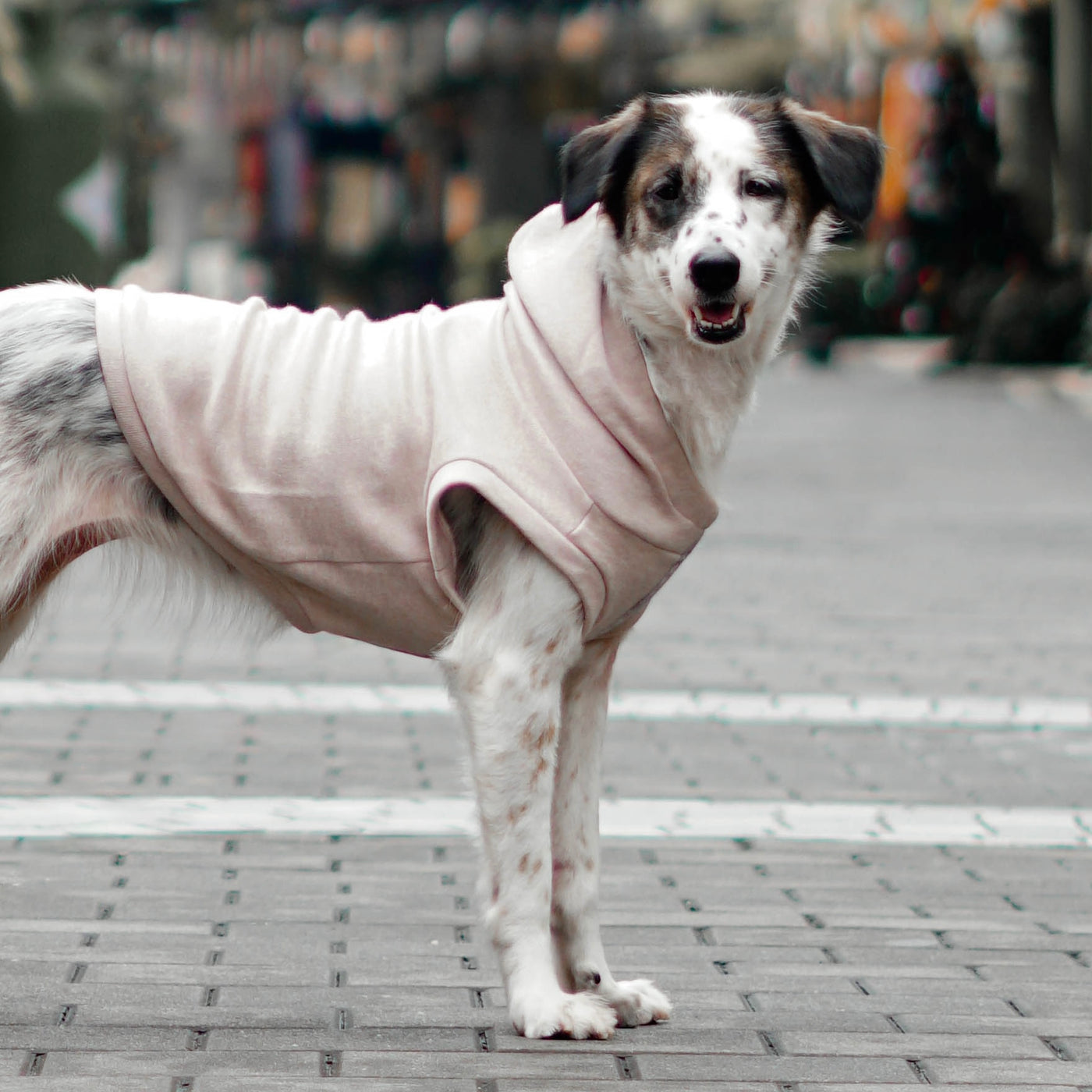 Robin Dogwood 08.jpg