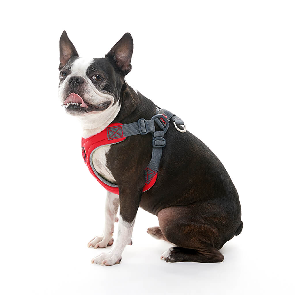 gooby-office-dog-miles-boston-terrier-wearing-red-escape-free-memory-foam-harness-sitting-down-side-view-1024x1024px_2048x.jpg