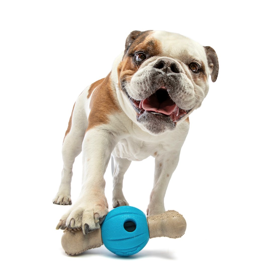 Spin Chew Bone 02.jpg