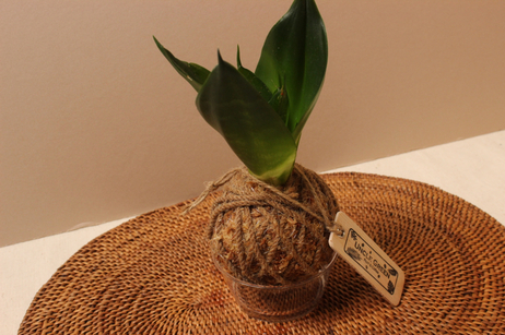 所有商品 Uncle Green