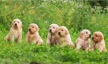 日新犬舍 黃金獵犬幼犬