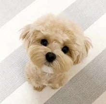 日新犬舍 馬爾泰迪幼犬