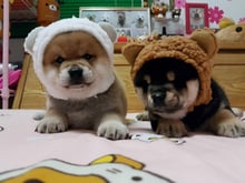 日新犬舍 赤柴黑柴幼犬