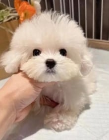 日新犬舍 馬爾比熊幼犬