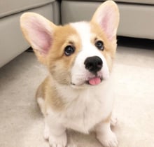日新犬舍 潘布魯克威爾斯柯基犬幼犬