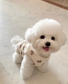 日新犬舍 比熊犬幼犬