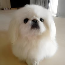 日新犬舍 北京狗幼犬