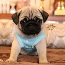 日新犬舍 巴哥犬幼犬