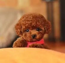 日新犬舍 貴賓犬幼犬