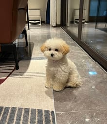 日新犬舍 泰迪比熊幼犬
