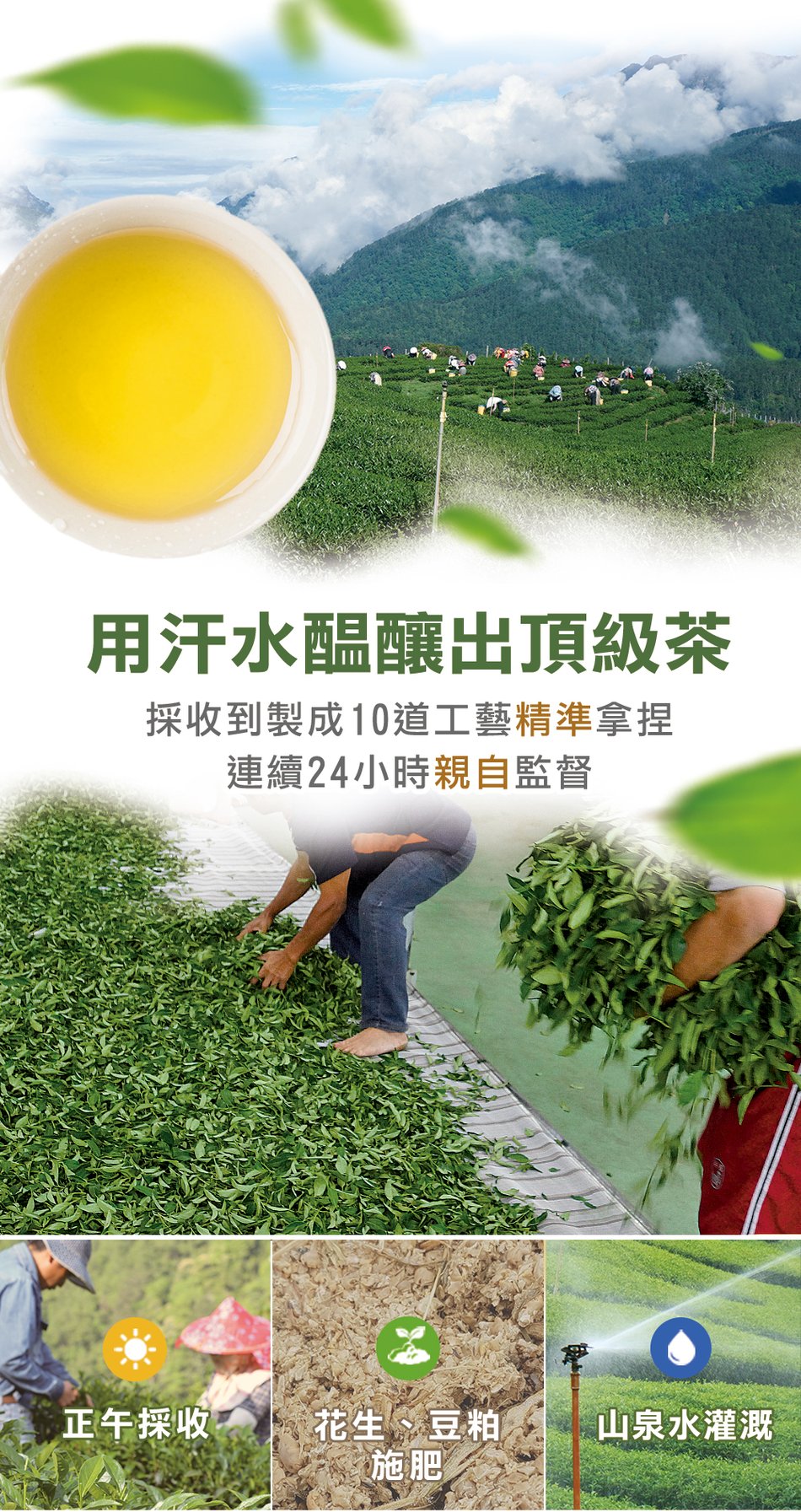 福壽梨山迎香茶(一斤、三斤) - 六年二班茶班長