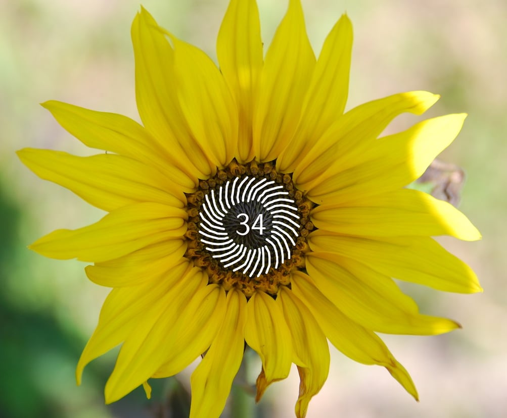 費波那契數列是什麼？3個生活案例帶你秒懂！ | 知識文章| 學習資源- 魔數