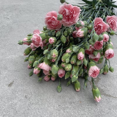 國產中康 粉色3