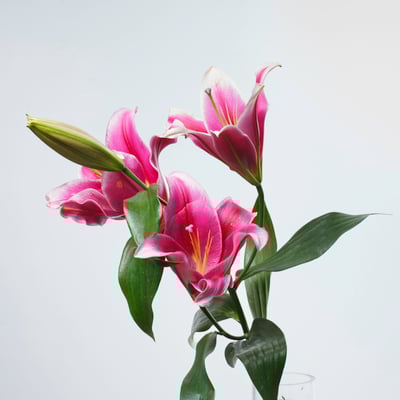 OT帕雷諾香水百合1