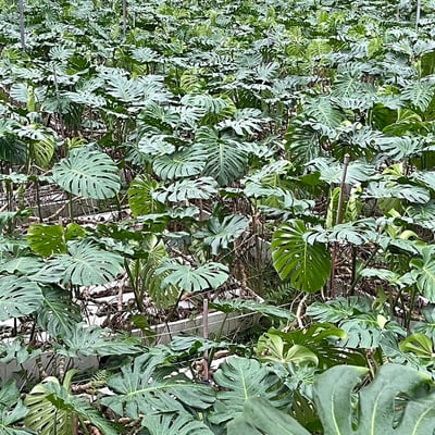 龜背芋（電信蘭葉）2