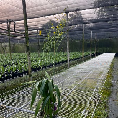 文心蘭盆栽 / 限「產地自取」5