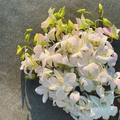 石斛蘭 白粉色1