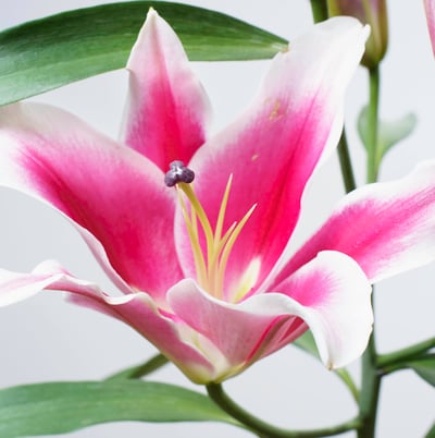 OT大連香水百合2