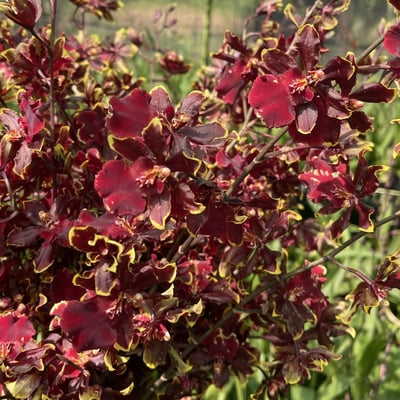 野貓系列-紅貓文心蘭1