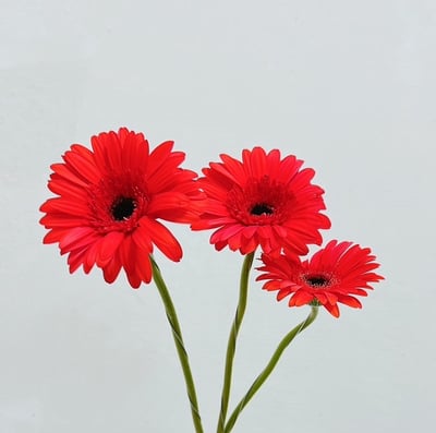 卡布紅太陽花 非洲菊3