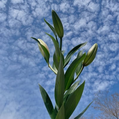 OT曼尼薩香水百合5