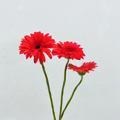 卡布紅太陽花 非洲菊1