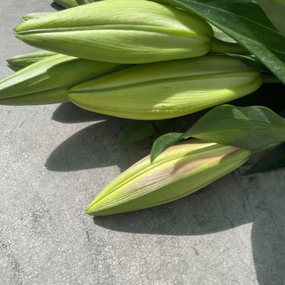 OT曼尼薩香水百合3