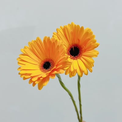 金爵太陽花 非洲菊2