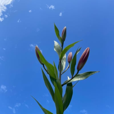 OT大連香水百合4