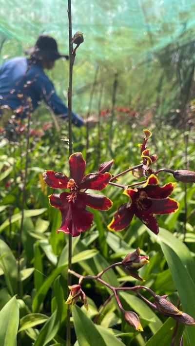 野貓系列-紅貓文心蘭3