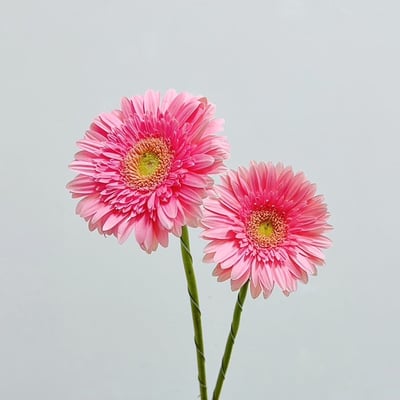 粉紅魅力太陽花 非洲菊2